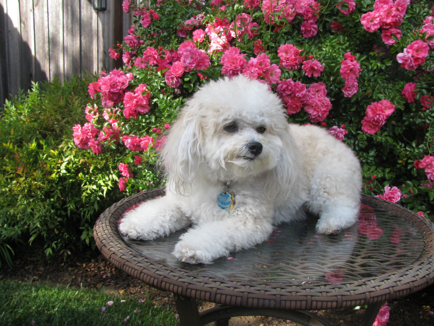 Mollie
